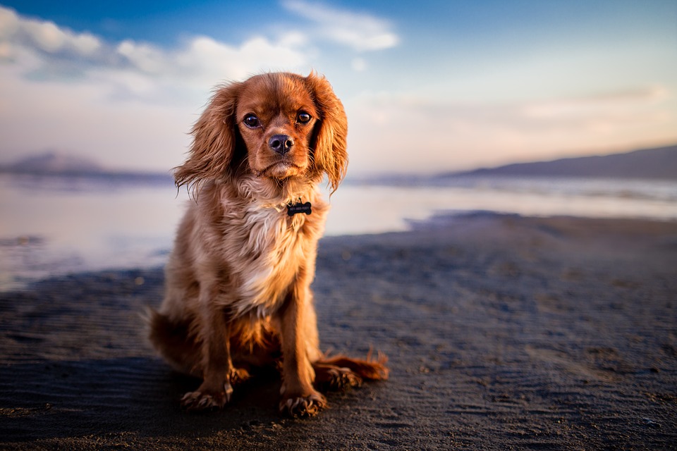 Le vermifuge pour chien, qu’est ce que c’est ?